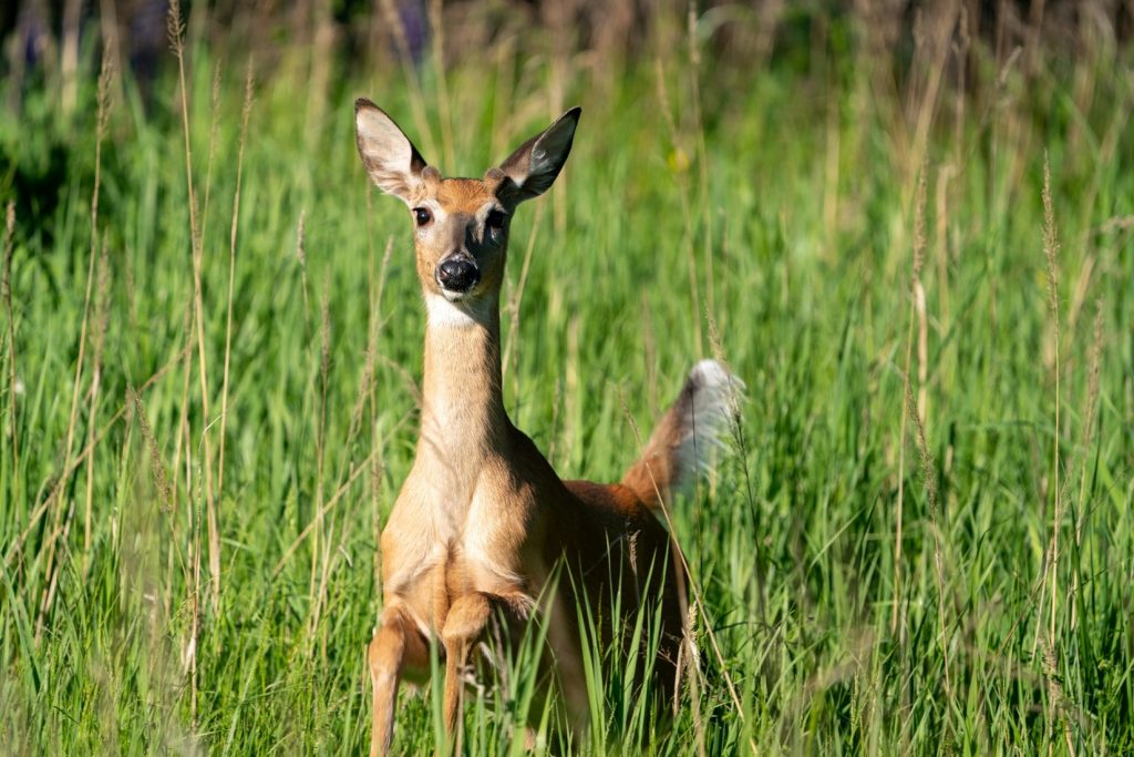 White-tailed deer standing in a meadow, looking directly in the direction of the camera.
