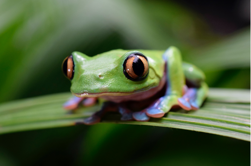 Close up photograph of a green tree frog perched on large leaf or frond. Image credit: Omar Mena/Unsplash