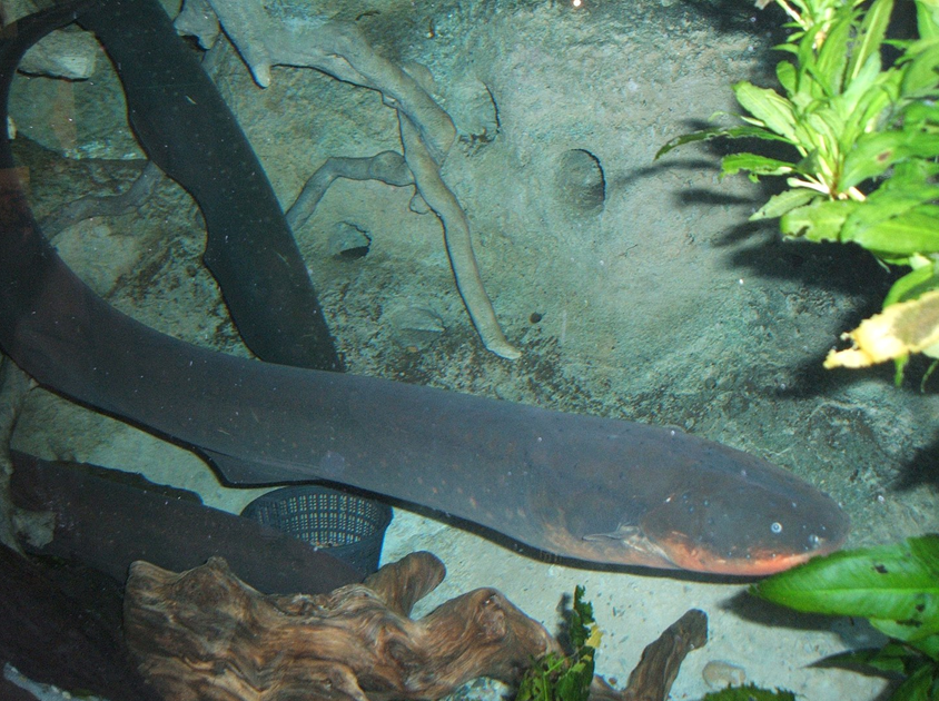 Electric eel at New England Aquarium. Image credit Steven G. Johnson via Wikipedia (CC BY-SA 3.0)