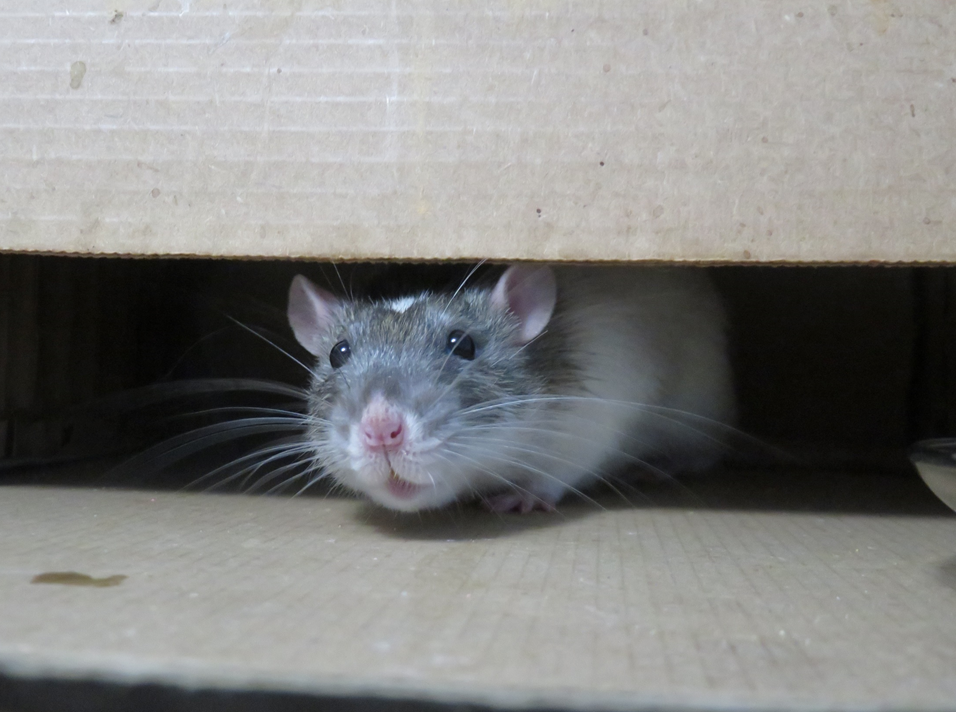 Curious grey and white rat pokes its nose through a gap in a cardboard box. Image credit: Syl Pierce/Unsplash