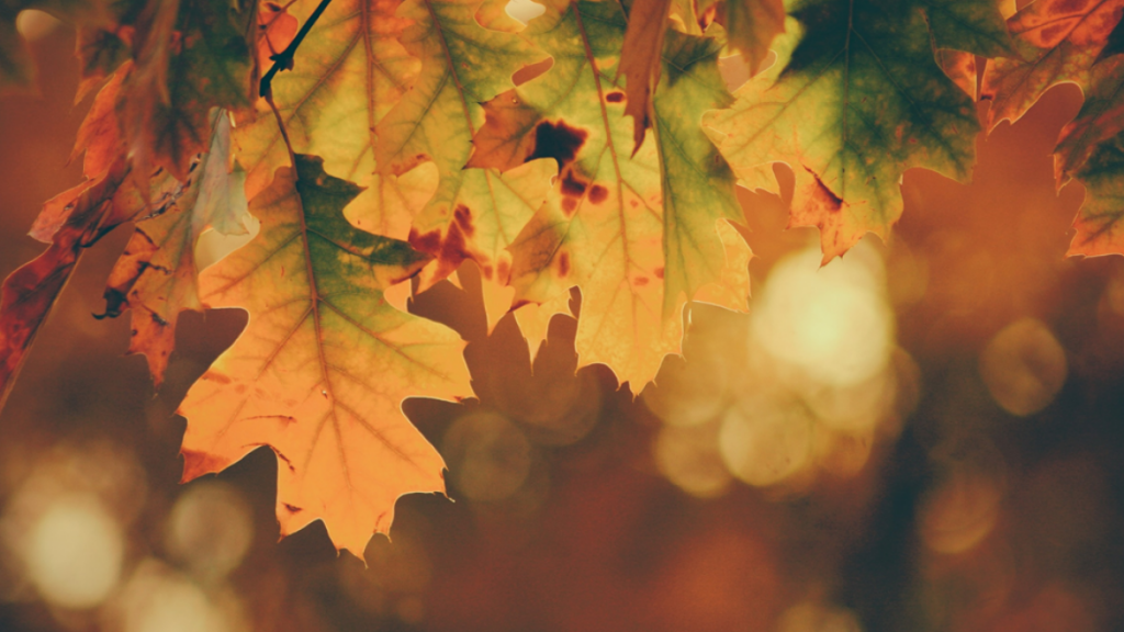 Selective focus photograph showing brown and orange leaves on a tree branch. Image credit: Timothy Eberly/Unsplash