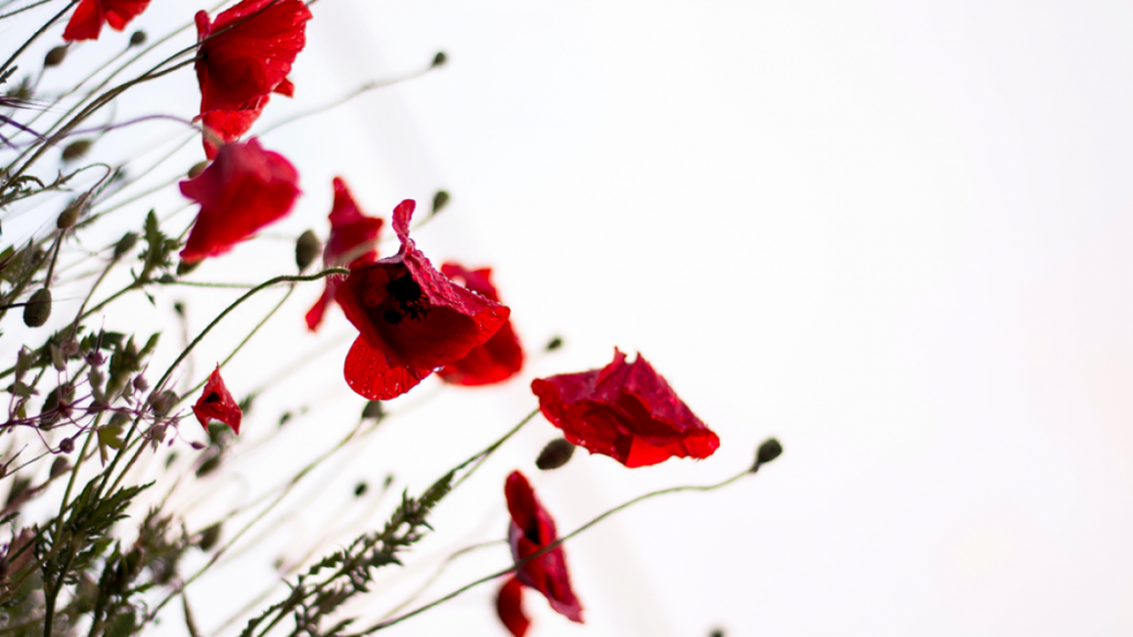 Closeup photograph of red poppies in bloom. Image credit: Monica Galentino/Unsplash