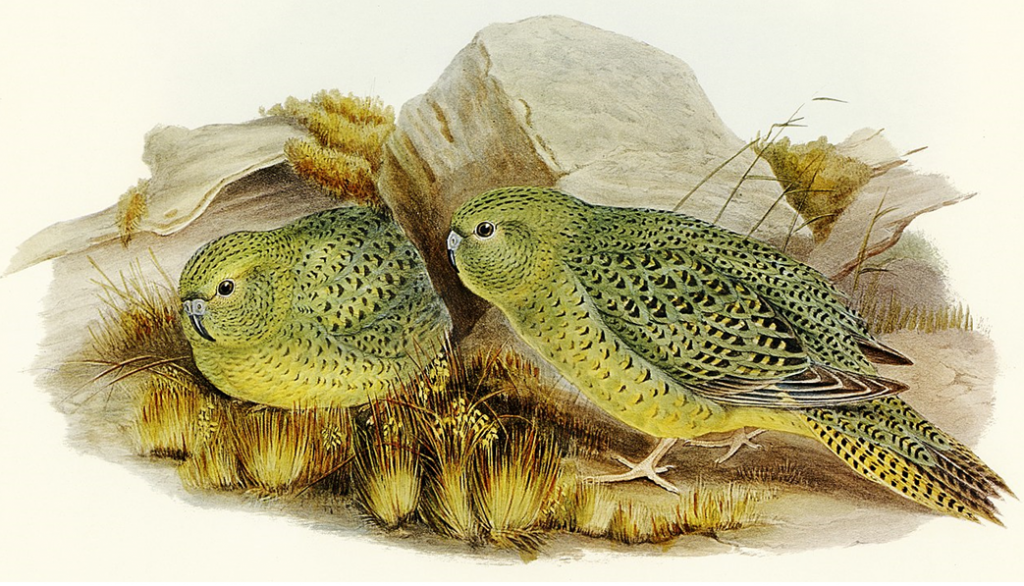 Restored nineteenth century painting of two Australian nocturnal ground parakeets. Painted by Elizabeth Gould. Image courtesy raxpixel/Wikipedia (CC BY-SA 4.0).