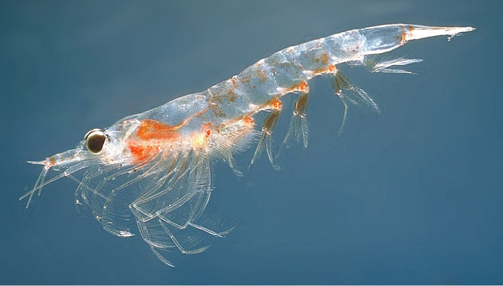 Close-up photograph of shrimplike Northern Krill. Image credit: Oystein Paulsen via Wikipedia (CC BY-SA 3.0)