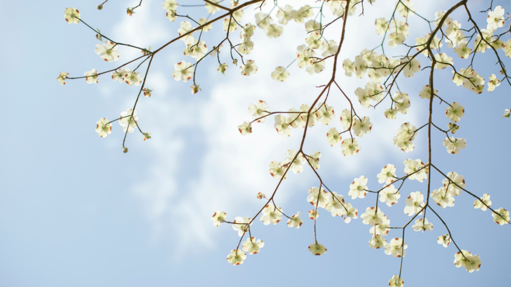 Low-angle photograph of a branch of a blossoming dogwood tree against blue sky and white clouds. Image credit: Image credit: Joe Dudeck/Unsplash