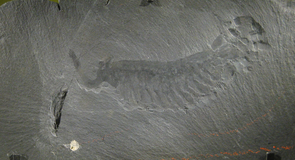Fossil specimen of Opabinia regalis from the Burgess shale on display at the Smithsonian in Washington, DC. Public domain image via Wikipedia.