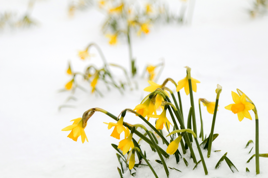 Daffodils blooming amid snow. Image credit: Charles Tyler/Unsplash