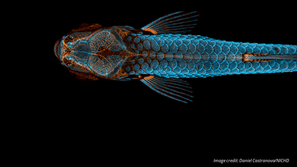 Photograph of a transgenic zebrafish whose body structures have been tagged with flourescent compounds, causing scales, organs, and bones to glow with difference colors. Image credit: Daniel Castranovo/NICHD