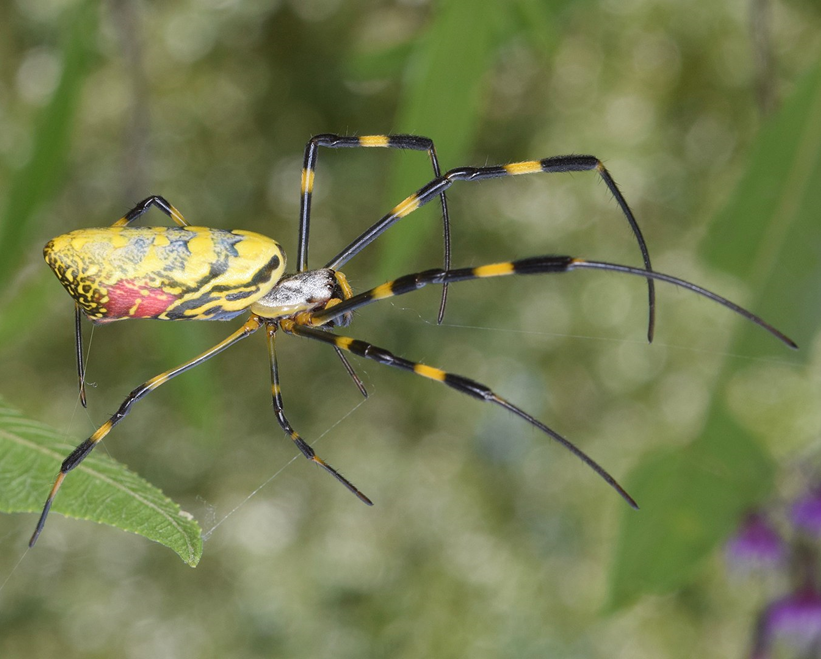 Photograph of a Joro spider, a large, long-legged yellow and blue spider, on its web. Image credit: Christina Butler/Wikipedia (CC BY 2.0)