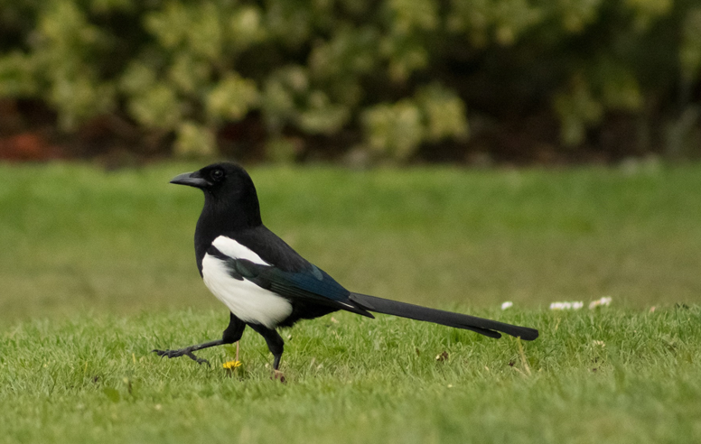 A magpie (a bird with dark head, beak, back and tail plumage but white belly and sides) walking across a grassy area. Image credit: Rossano D’Angelo/Unsplash