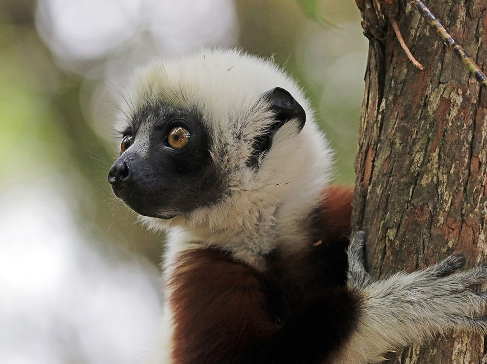 Juvenile Coquerel’s sifaka clinging to a tree in a nature preserve in Madagascar. The sifaka is a lemur with a black/dark brown fur on face/muzzle and chest and a white ruff. Image credit: Charles J. Sharp/Wikipedia (CC BY-SA 4.0)