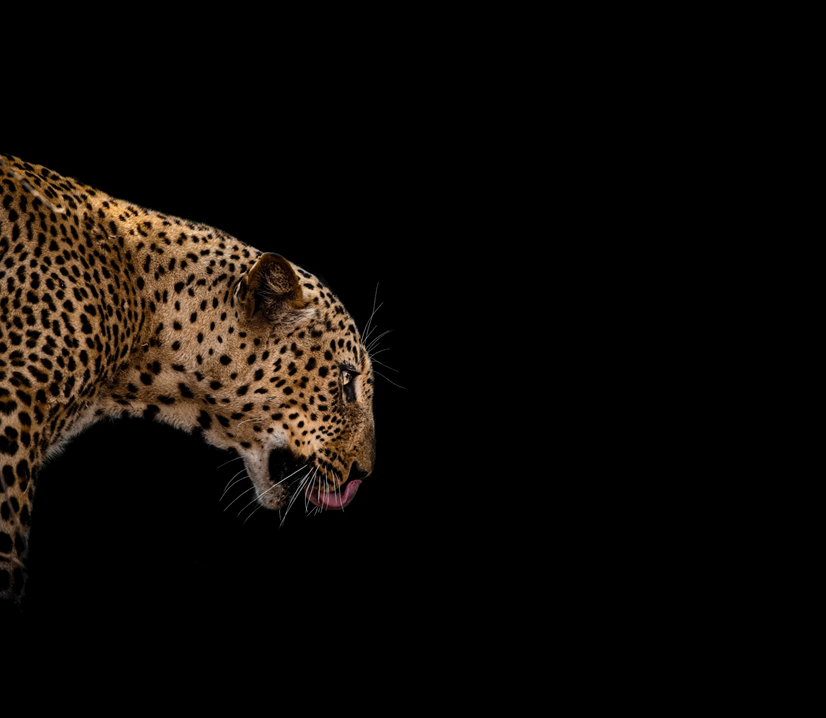 Photograph of leopard in profile, showing shoulders and head, against a black background. Image credit: Ajeet Panesar/Unsplash