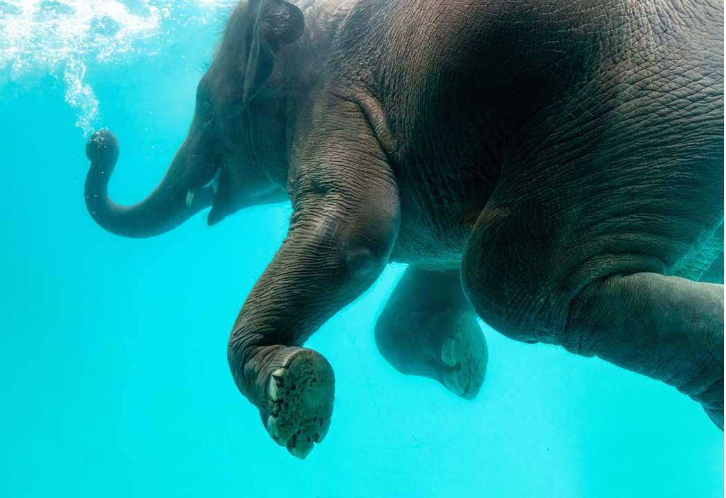 Photoillustration depicting an elephant swimming underwater, with bubbles rising from its trunk. Image credit: Kritsada Seekham/Pexels