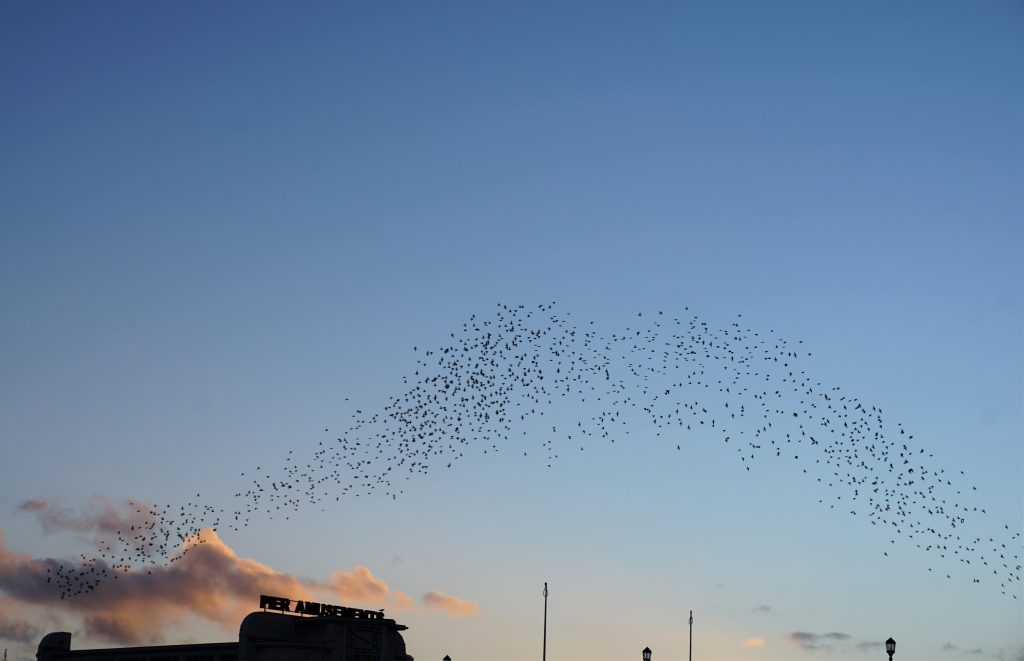 Image of a flock of birds flying over a building during daytime