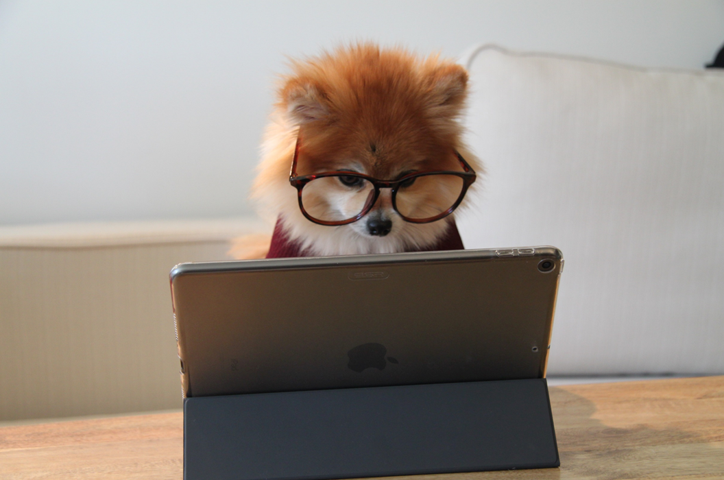 Pomeranian dog wearing large spectacles, appearing to look intently at the screen of a laptop computer. Image credit: Cookie the Pom/Unsplash