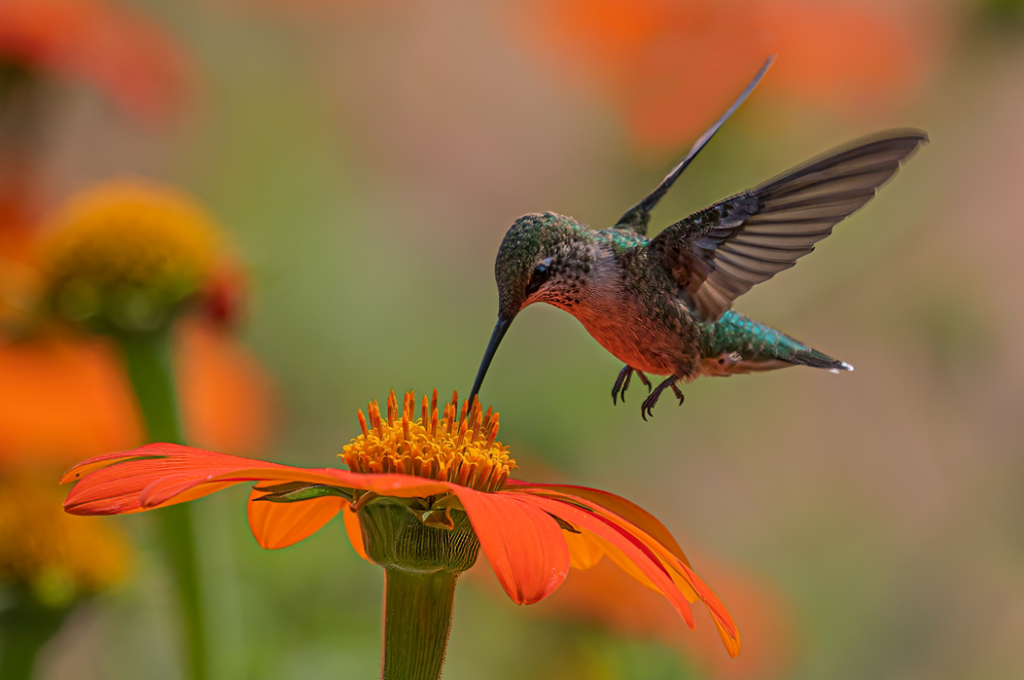 Close-up photograph of a hummingbird hovering over an orange flower. Image credit: Dulcey Lima/Unsplash