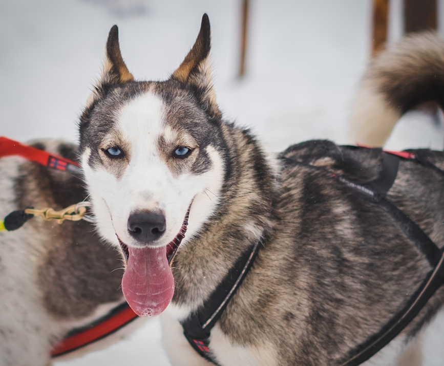 Husky dog in sled harness, looking directly at camera with tongue lolling out and a sardonic expression on its face. Image credit: Jérémy Stenuit/Unsplash