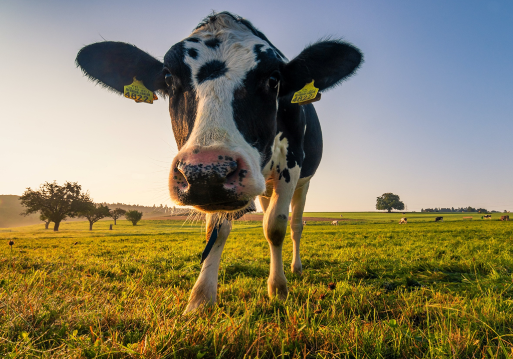 Closeup photo of a curious black and white cow, staring straight into the camera lens. Image credit: Jan Huber/Unsplash