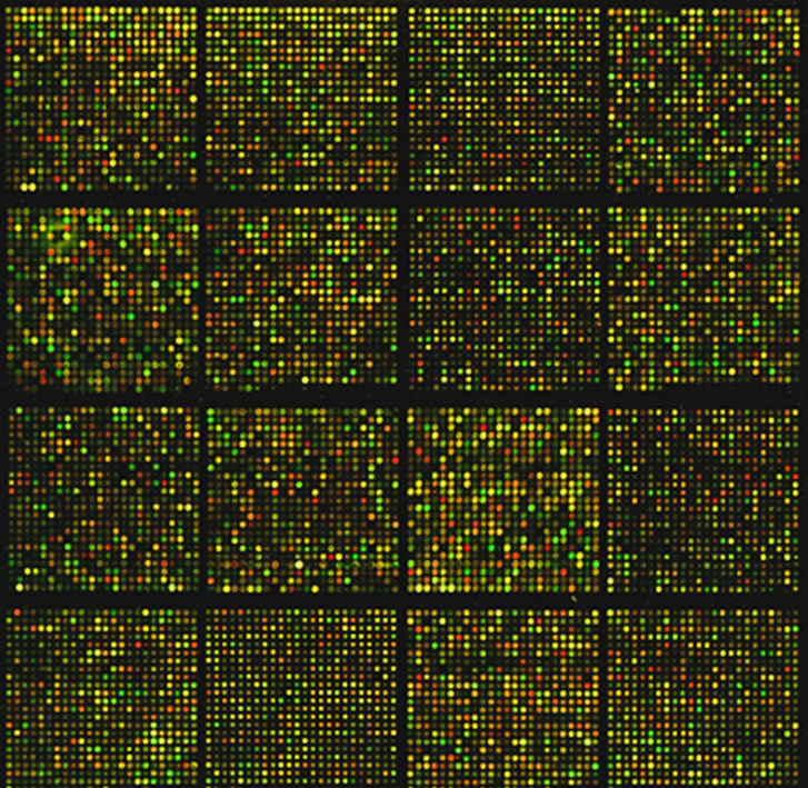 Photograph of a mouse gene microarray with grids of illuminated dots that reflect patterns of gene expression. Image credit: National Cancer Institute