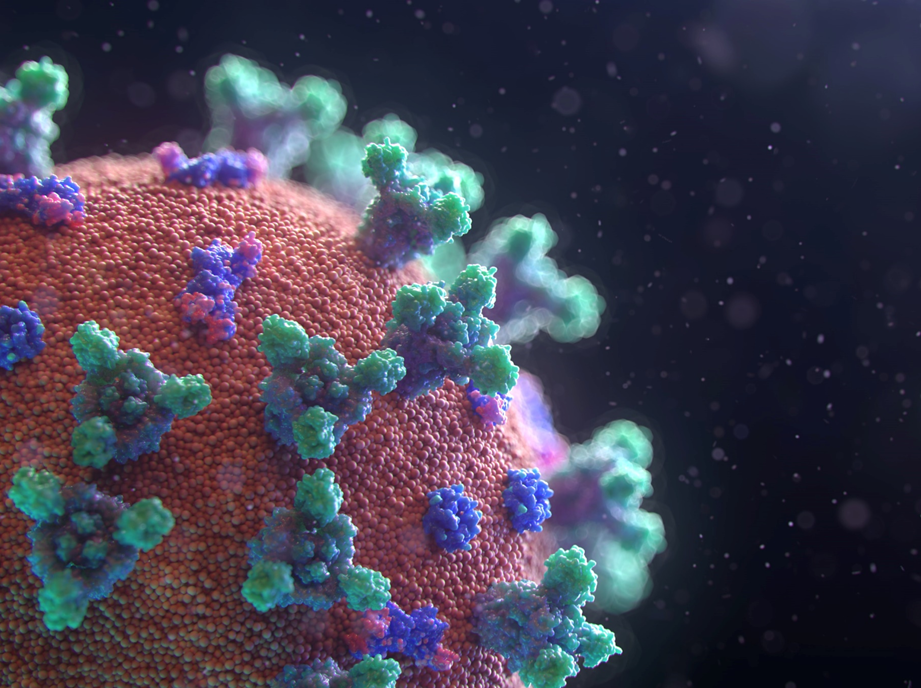 Close-up perspective on a computer rendering of a COVID virus particle, showing spike proteins on surface. Image credit: Fusion Medical Animation/Unsplash