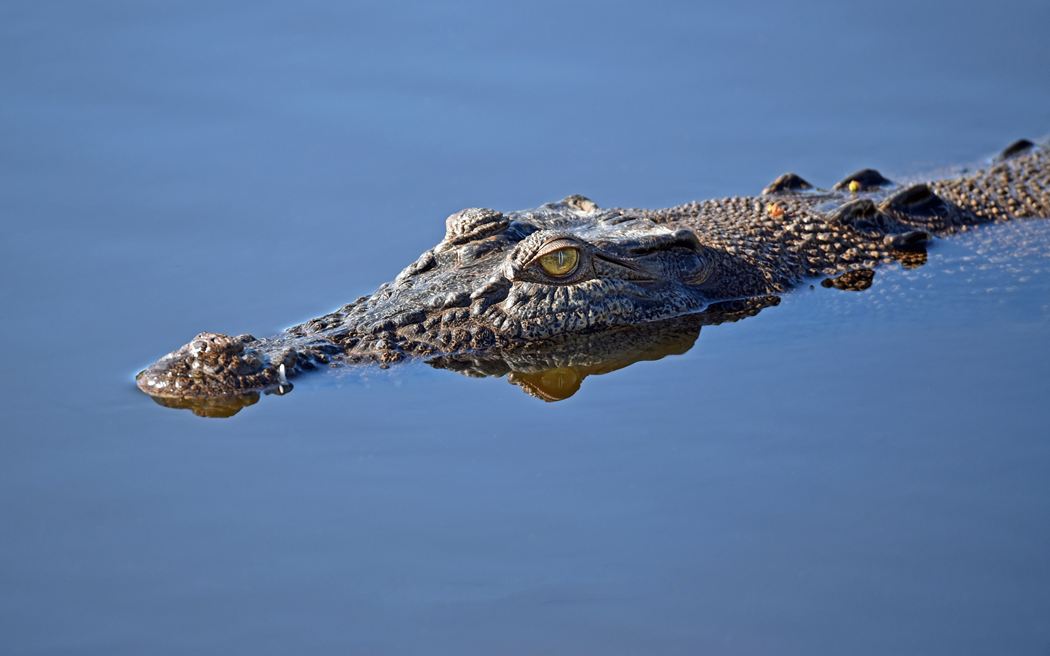 An alligator cruises, half-submerged, in a placid body of water. Image credit: David Clode/Unsplash