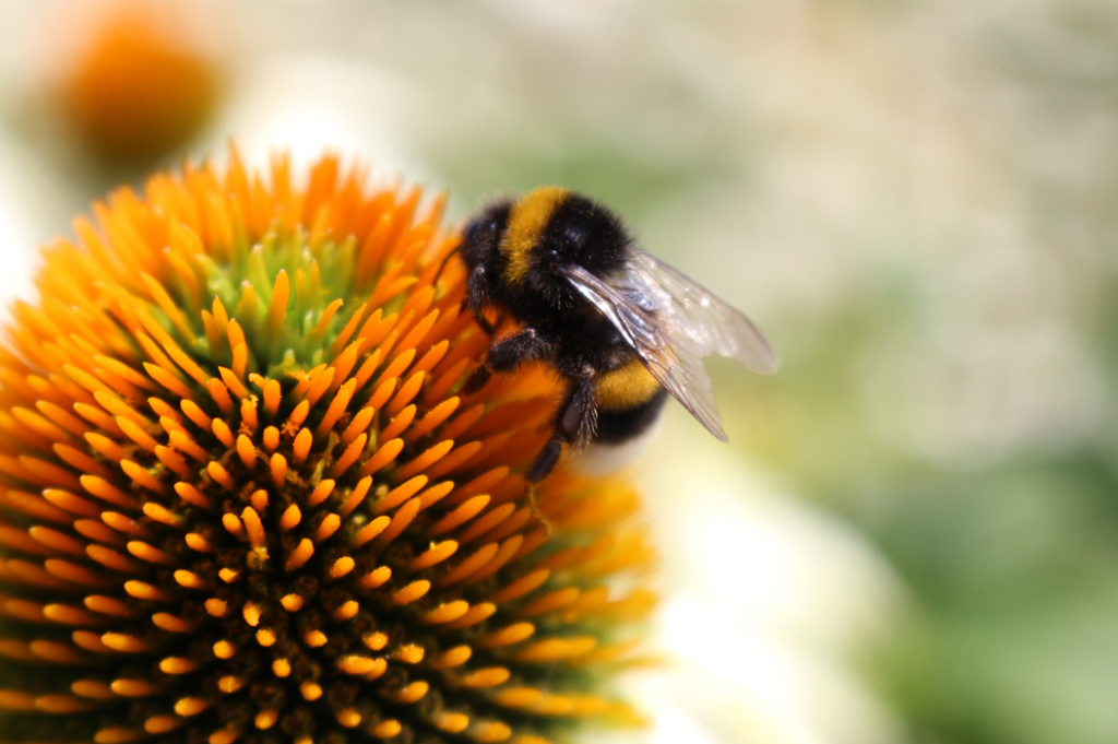 Close-up photograph of a bumblebee on a yellow blossom. Image credit: Mandy Henry/Unsplash