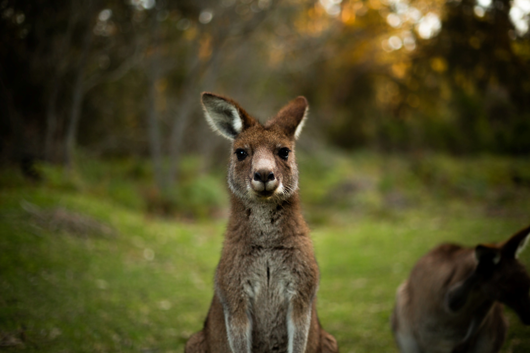 Photograph of a kangaroo, staring directly at the camera, against a green forested background. Image credit: Bryn Young/Unsplash