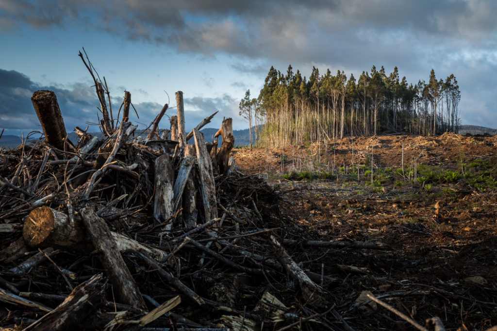 Landscape photograph showing a foreground of a jumbled pile of waste timber on recently cleared land, with a small copse of trees still standing near the crown of a hill. Image credit: Matt Palmer/Unsplash
