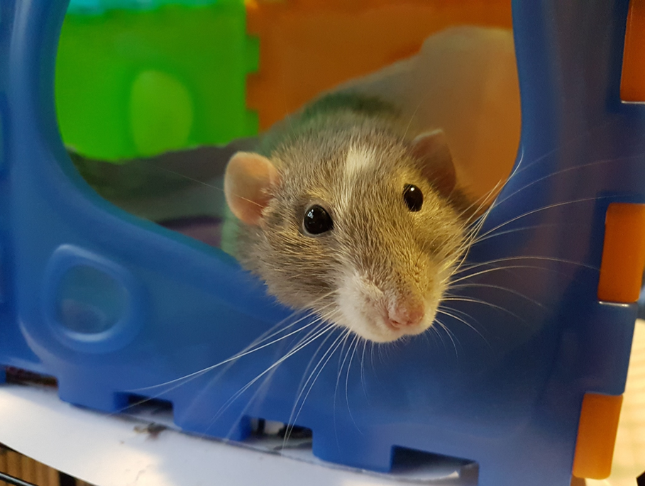 A brown and white rat pokes its nose out of a colorful play habitat. Image credit: Annemarie Horne/Unsplash