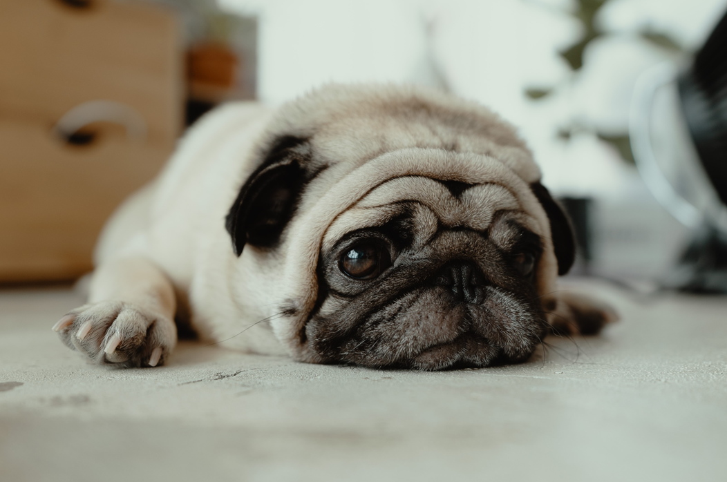 Sad-eyed pug puppy lies on the floor with a pensive expression on its face. Image credit: JC Gellidon/Unsplash