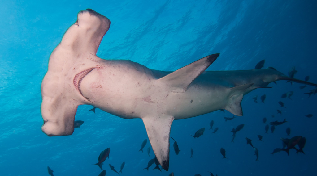 Underwater photograph of scalloped hammerhead shark, taken from below, showing the shark’s ventral side. Image credit: Kris Mikael Krister/Wikipedia (CC-BY 3.0)