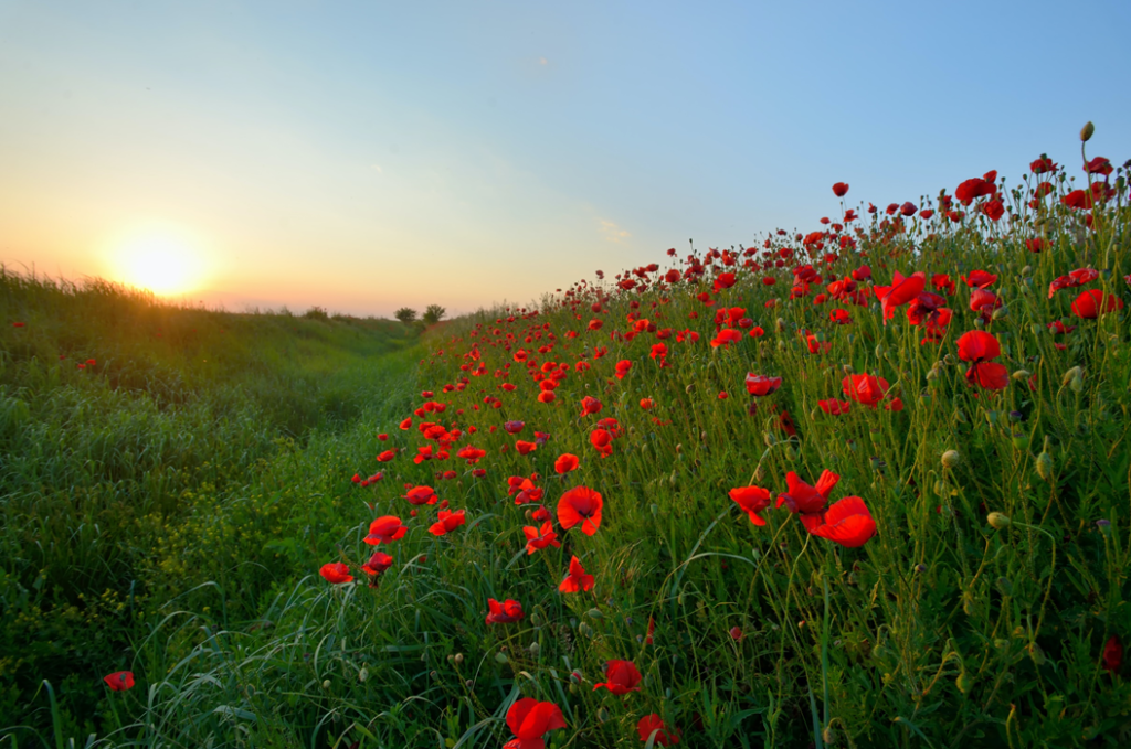 Sun setting behind a rolling field of red poppies. Image credit: Laurentiu Iordache/Unsplash
