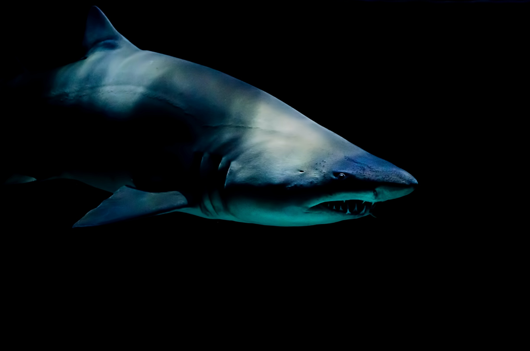 Photograph of a shark in profile, taken at an aquarium. The background is dark and the shark is dappled by shadows. Image credit: Laura College/Unsplash.