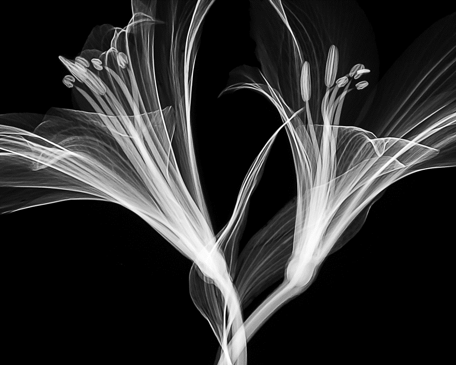 Black and white artistic x-ray photograph of two flowers with many of the plants’ structures showing as faint traces. Image credit: Mathew Schwartz/Unsplash