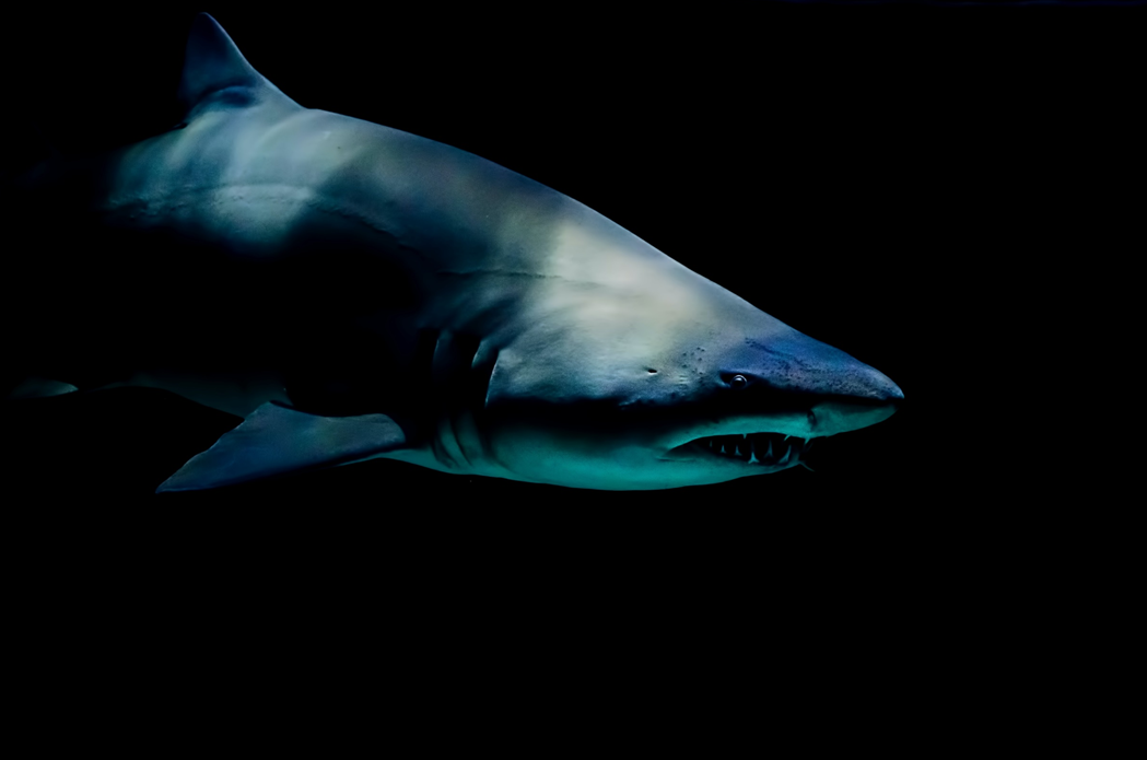 A photograph of a large shark swimming through black water in profile, mouth open and teeth showing. Image credit: Laura College/Unsplash