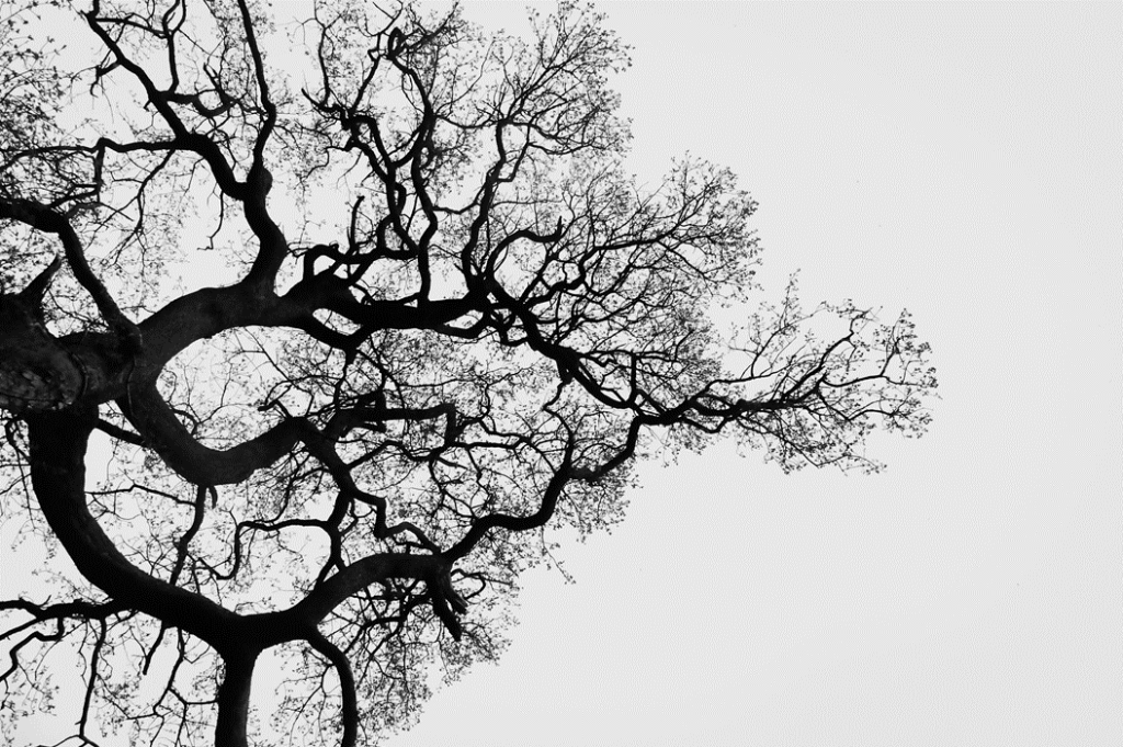 Black and white photograph, taken from a low angle, showing a silhouetted tree trunk and its fractal branching pattern. Image credit: Mila Tovar/Unsplash