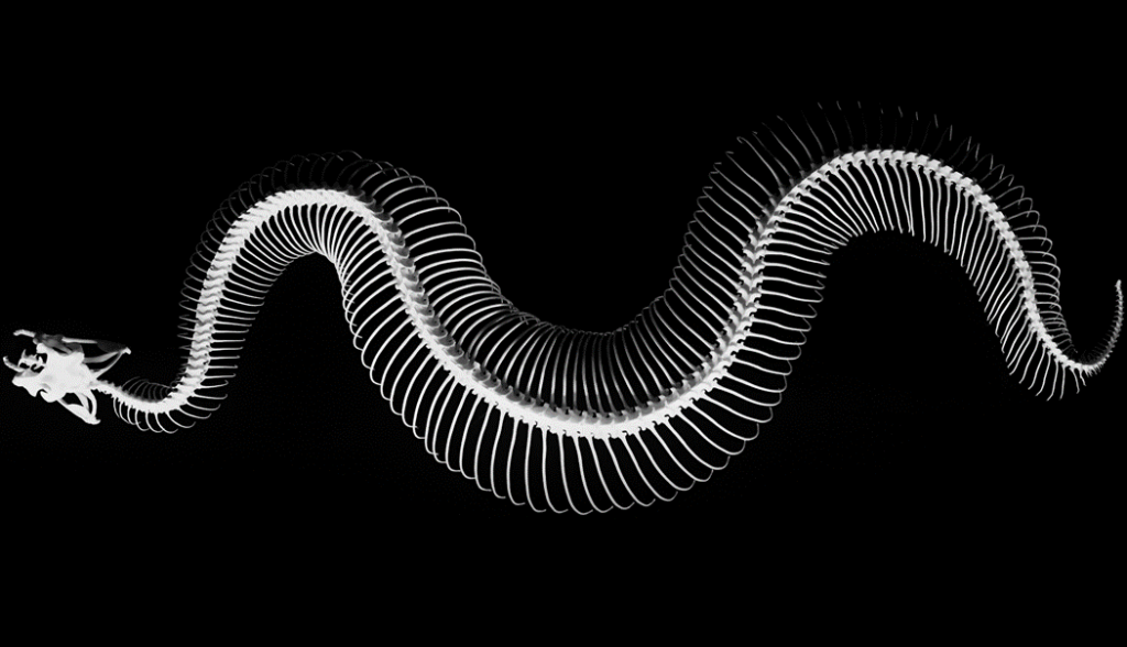 Articulated skeleton of a snake, photographed from above against a dark background. Image credit: Ludovic Charlet/Unsplash