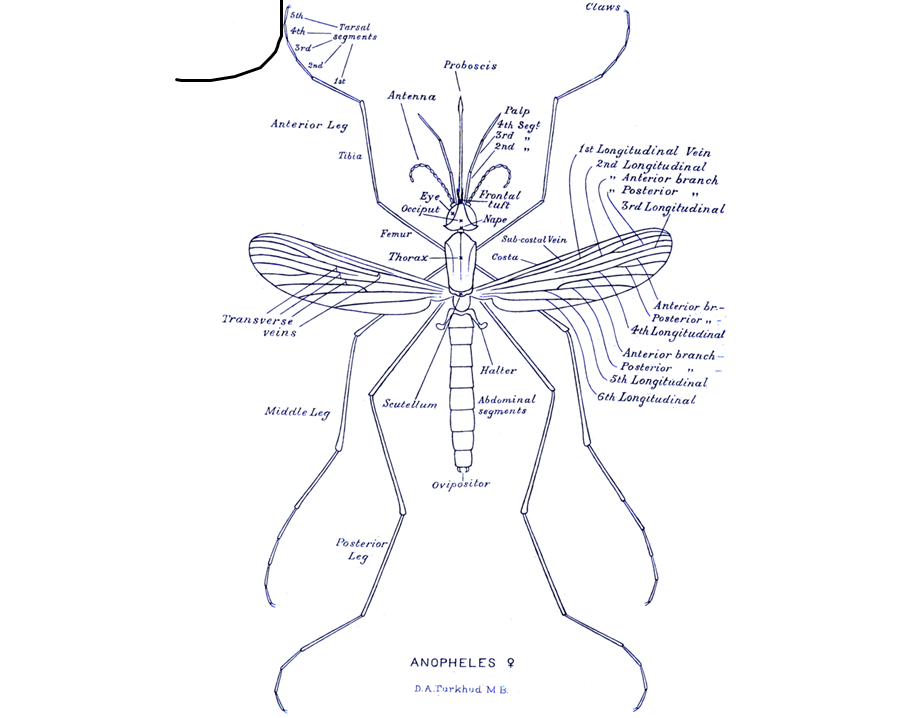 Early 20th-century morphological drawing of a female Anopheles mosquito, with labeled body parts, by D.A. Turkhud. Image via Wikimedia Commons.