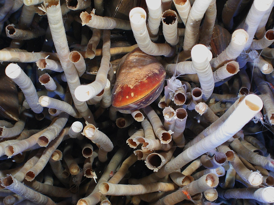 Photograph shows a nest of deep-sea tube worms (Lemellibrachia) with a mussel and shrimp clustered around a “cold seep” undersea vent in the Gulf of Mexico. Public Domain image via NOAA/Operation Deep Slope 2007.