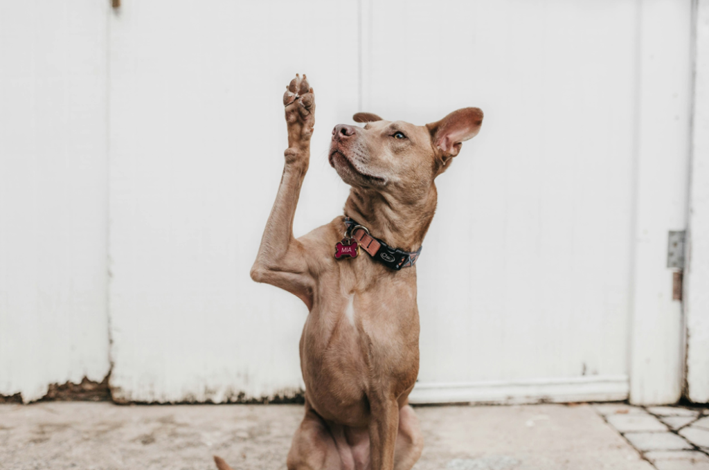 A large, light-brown, short-haired dog sits on a driveway against a white-painted background with one paw raised as if asking a question. Image credit: Camylla Battani/Unsplash