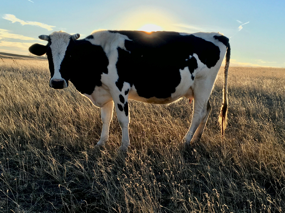 Black and white cow standing in profile in a field against a background of blue sky and bright sun. Image credit: Teresa Vega/Unsplash