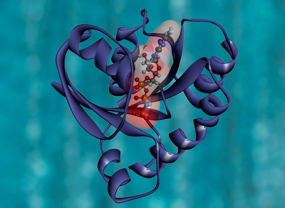 A stylized “ribbon diagram” showing the molecular structure and connections of KRAS, a human protein. A mutation in KRAS is linked to the development of a number of types of cancer. Image credit: National Cancer Institute