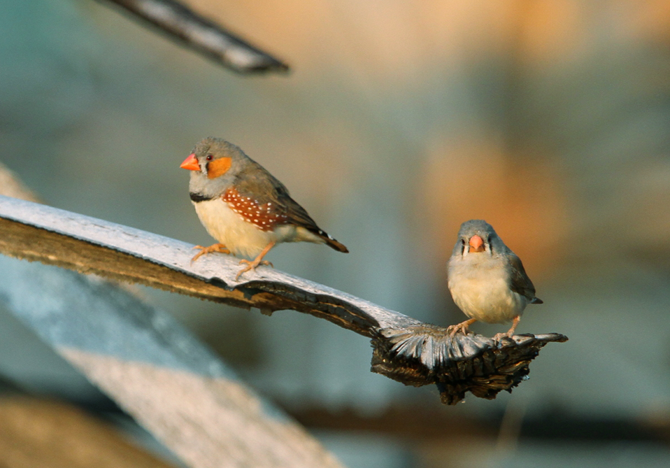 Two Zebra Finches (left male; right female) perched on a branch. These small songbirds have orange beaks with black and white vertical stripes on their faces, buff belly feathers, and grey top feathers. The male has brown and white speckles on his sides just under his wings. Image credit: christoph_moning - https://www.inaturalist.org/photos/96756110, CC BY 4.0