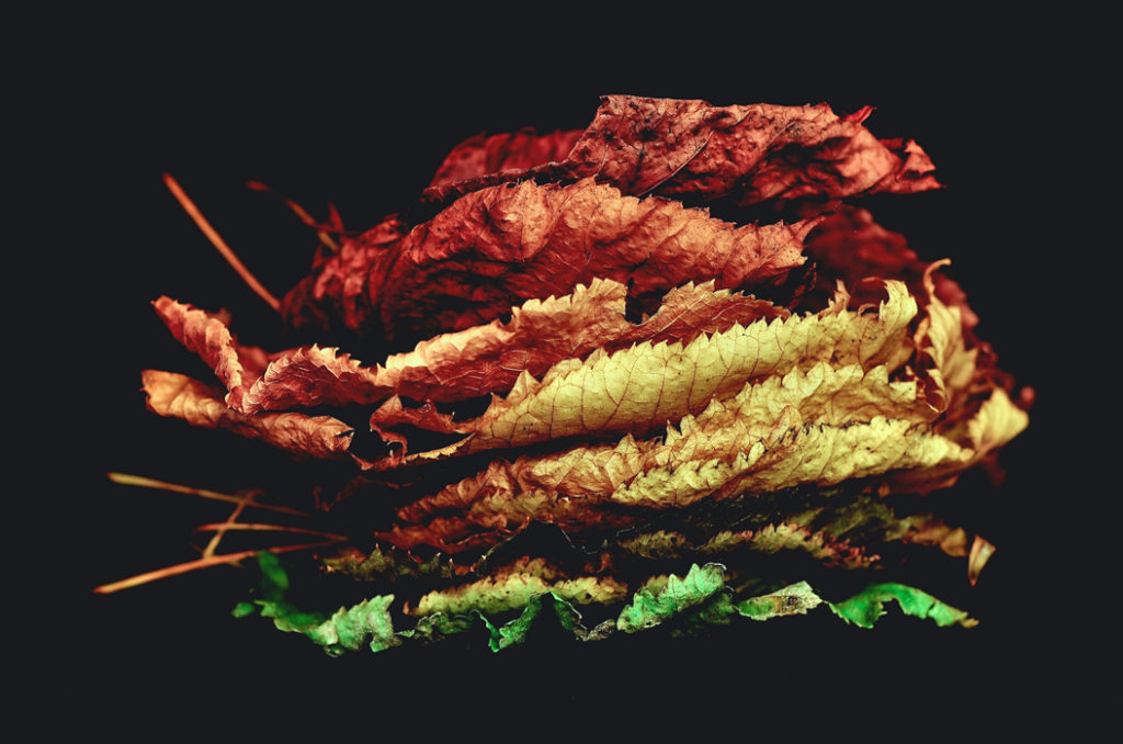 Dry autumn leaves, stacked on top of another, against a dark background. Image credit: Davide Ragusa