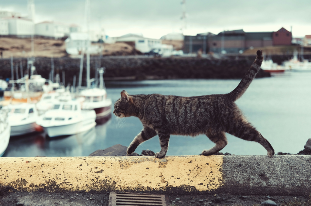 A grey tabby cat walks along the top of a wall on a quayside, with a harbor and boats out of focus in the background. Image credit: Wren Meinberg/Unsplash