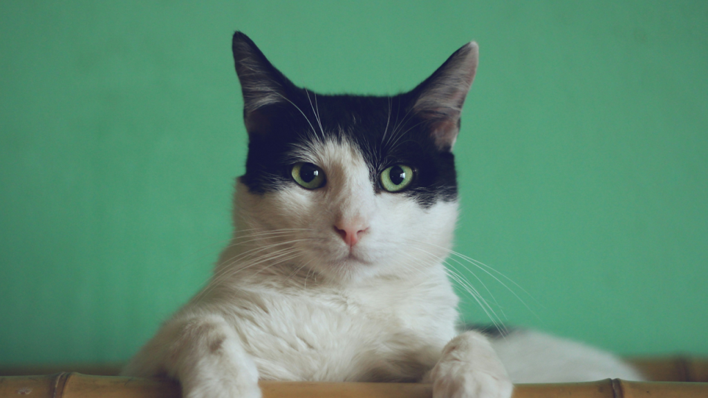A cat with white fur and black markings on the top of its head sits with paws hanging over the back of a chair, looking directly at the camera. Image credit: Manja Vitolic/Unsplash