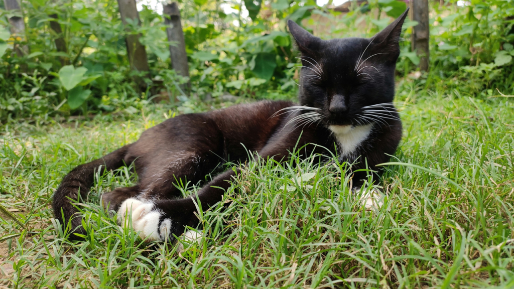 A cat, black with white paws and chest, lounges in the grass with eyes closed. Image credit: Nayan Sharma/Unsplash