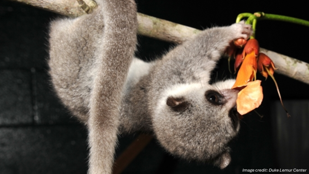 Photograph of a fat-tailed dwarf lemur (a small, grey-furred mammal with white fur on its belly, large eyes, a pointed snout, and small ears. The animal hangs upside down from a tree branch with its muzzle thrust into a flower that it holds with its forepaws. Image credit: Duke Lemur Center